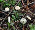 Marasmius_androsaceus_bv1143