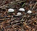 Marasmius_androsaceus_bv1154