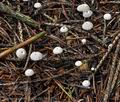 Marasmius_androsaceus_bv1156