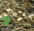 Marasmius_bulliardii_ab7529