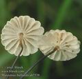 Marasmius_bulliardii_ab7539