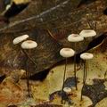 Marasmius_bulliardii_bk2441