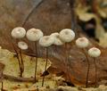 Marasmius_bulliardii_bk2450