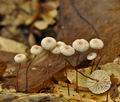 Marasmius_bulliardii_bk2468