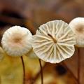 Marasmius_bulliardii_bk2474