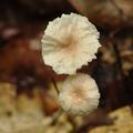 Marasmius_bulliardii_bk2479