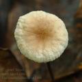 Marasmius_bulliardii_bk2488