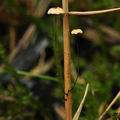 Marasmius_curreyi_bk7091