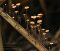 Marasmius_curreyi_bk7775