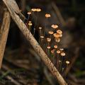 Marasmius_curreyi_bk7788