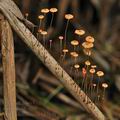 Marasmius_curreyi_bk7848