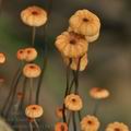 Marasmius_curreyi_bk7853