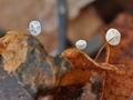 Marasmius_epiphylloides_ca7423