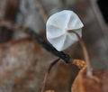 Marasmius_epiphylloides_ca7466