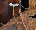 Marasmius_epiphylloides_ca7481