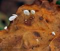 Marasmius_epiphylloides_ca7519