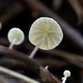 Marasmius_epiphyllus_bm6643