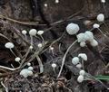 Marasmius_epiphyllus_bm6656