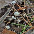 Marasmius_epiphyllus_bm6663