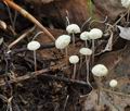 Marasmius_epiphyllus_bm6665