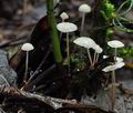 Marasmius_epiphyllus_cg0834