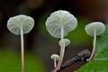 Marasmius_epiphyllus_cg0843s