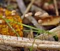 Marasmius_limosus_bi2262