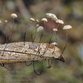 Marasmius_limosus_bi2274