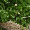 Marasmius_limosus_bm2475