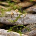 Marasmius_limosus_bm2496