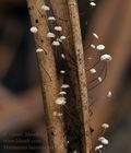 Marasmius_limosus_bt1885