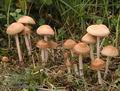 Marasmius_oreades_ab4098