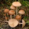 Marasmius_oreades_ab4110