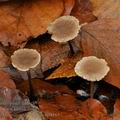 Marasmius_querceus_bp4885