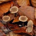 Marasmius_querceus_bp4889