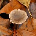 Marasmius_querceus_bp4893