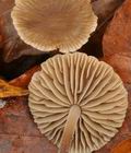 Marasmius_querceus_bp4902