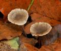 Marasmius_querceus_bp4905