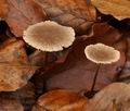 Marasmius_querceus_bp4912