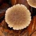 Marasmius_querceus_bp4916