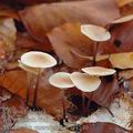 Marasmius_quercophilus_aj4540