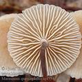 Marasmius_quercophilus_aj4554