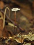 Marasmius_quercophilus_bo4532