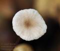 Marasmius_quercophilus_bo4537