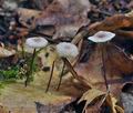 Marasmius_quercophilus_bo4623