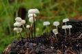 Marasmius_rotula_ab8683