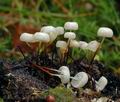 Marasmius_rotula_ab8689