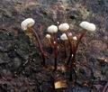 Marasmius_rotula_bt1548