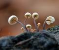 Marasmius_rotula_bt1558