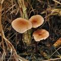 Marasmius_scorodonius_bo0020